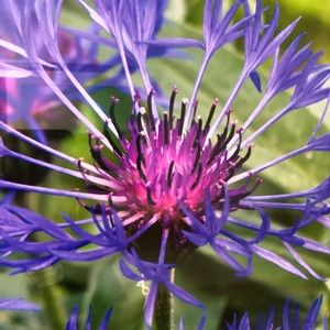 Find the FREE items with bundles buys